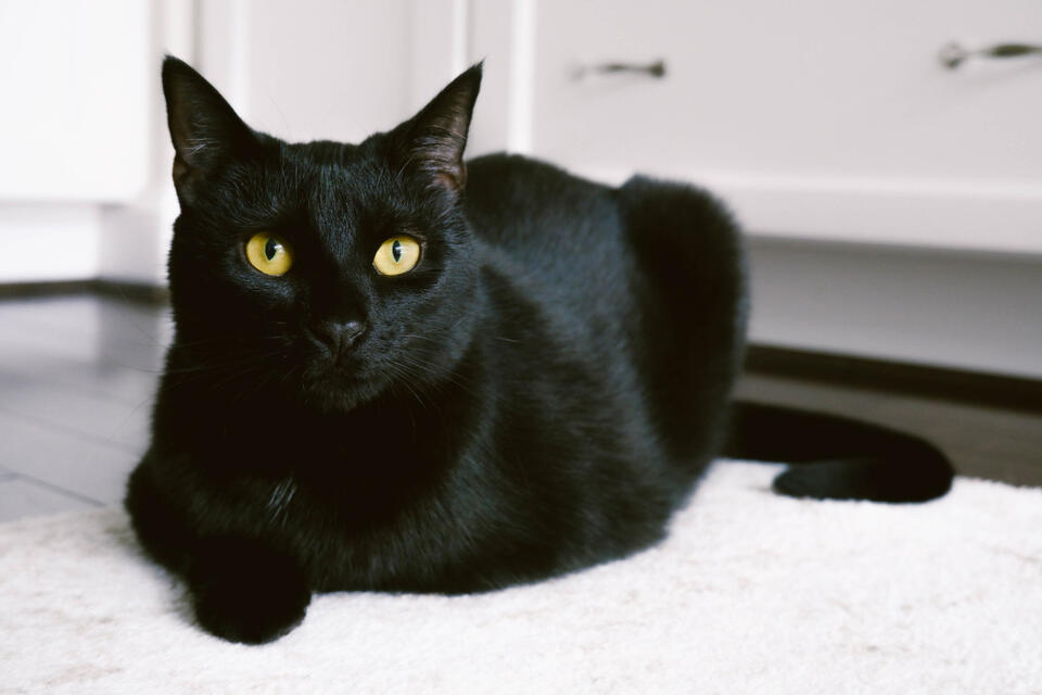 Martha Stewart’s Cat Crew Is Too Cute