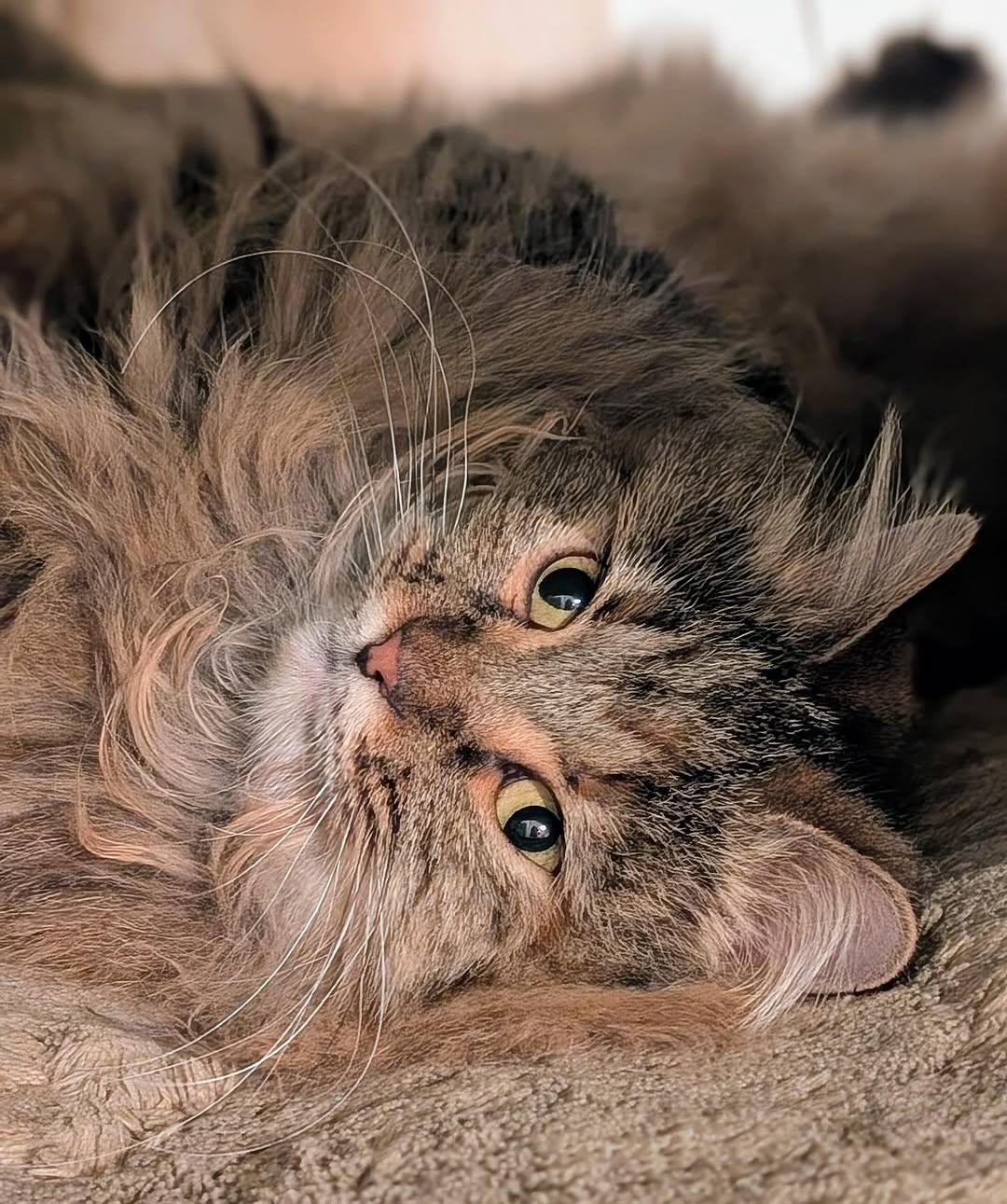Martha Stewart’s Cat Crew Is Too Cute