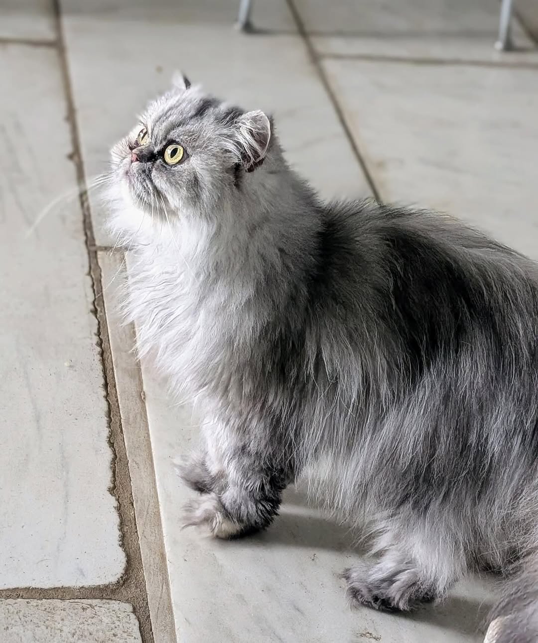Martha Stewart’s Cat Crew Is Too Cute