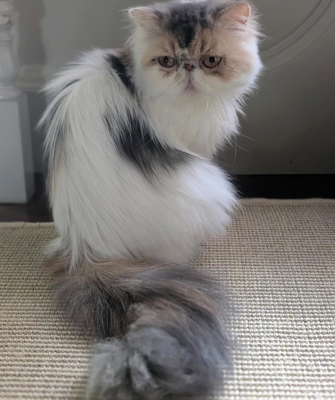Martha Stewart’s Cat Crew Is Too Cute