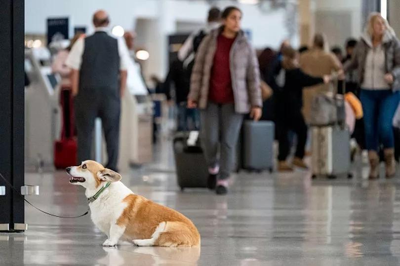What REALLY Happens to Pets in Plane Cargo