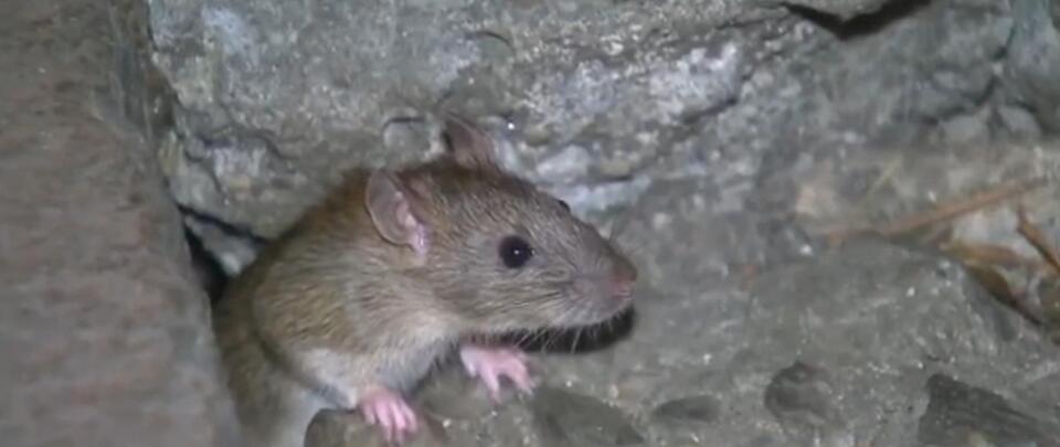 Rats on the rise in Tri-Cities neighborhoods