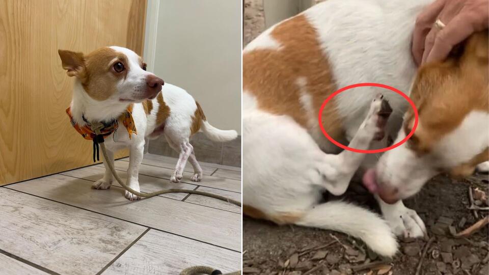 Dog drama in North Carolina: $150 for a tiny cut!