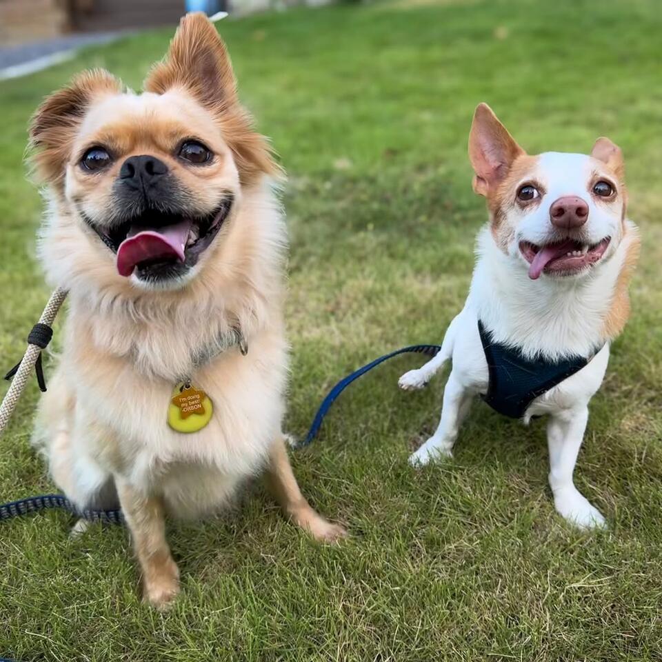 Dog drama in North Carolina: $150 for a tiny cut!