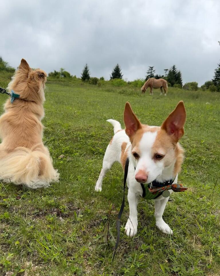 Dog drama in North Carolina: $150 for a tiny cut!