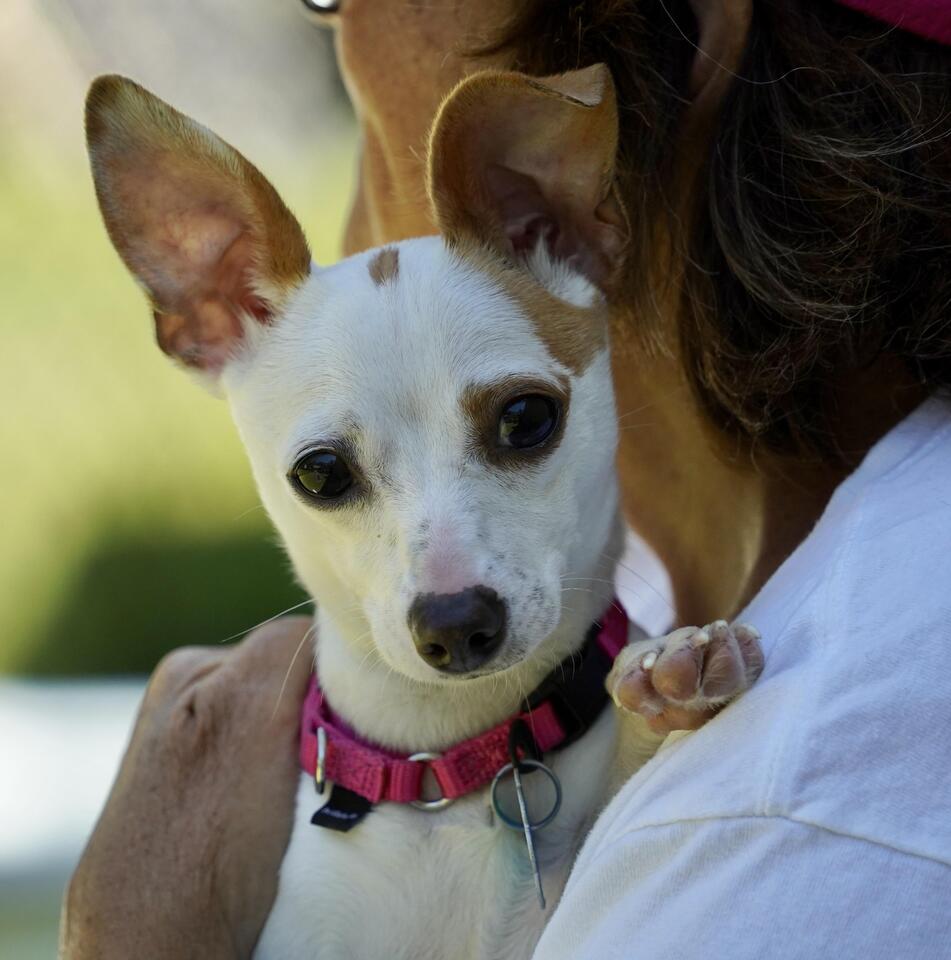 Meet Pauline: Scituate’s pint-sized superstar