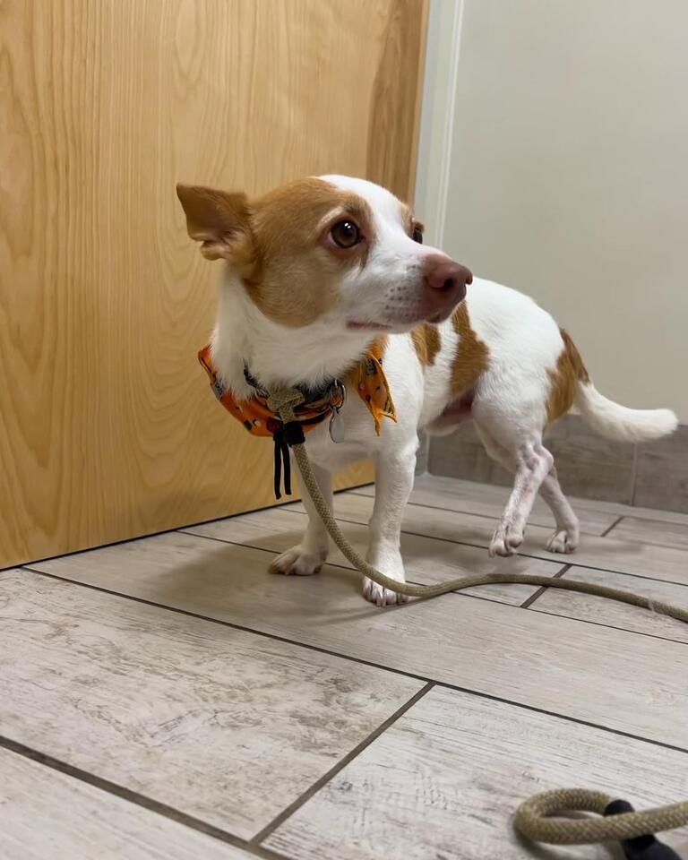 Dog drama in North Carolina: $150 for a tiny cut!