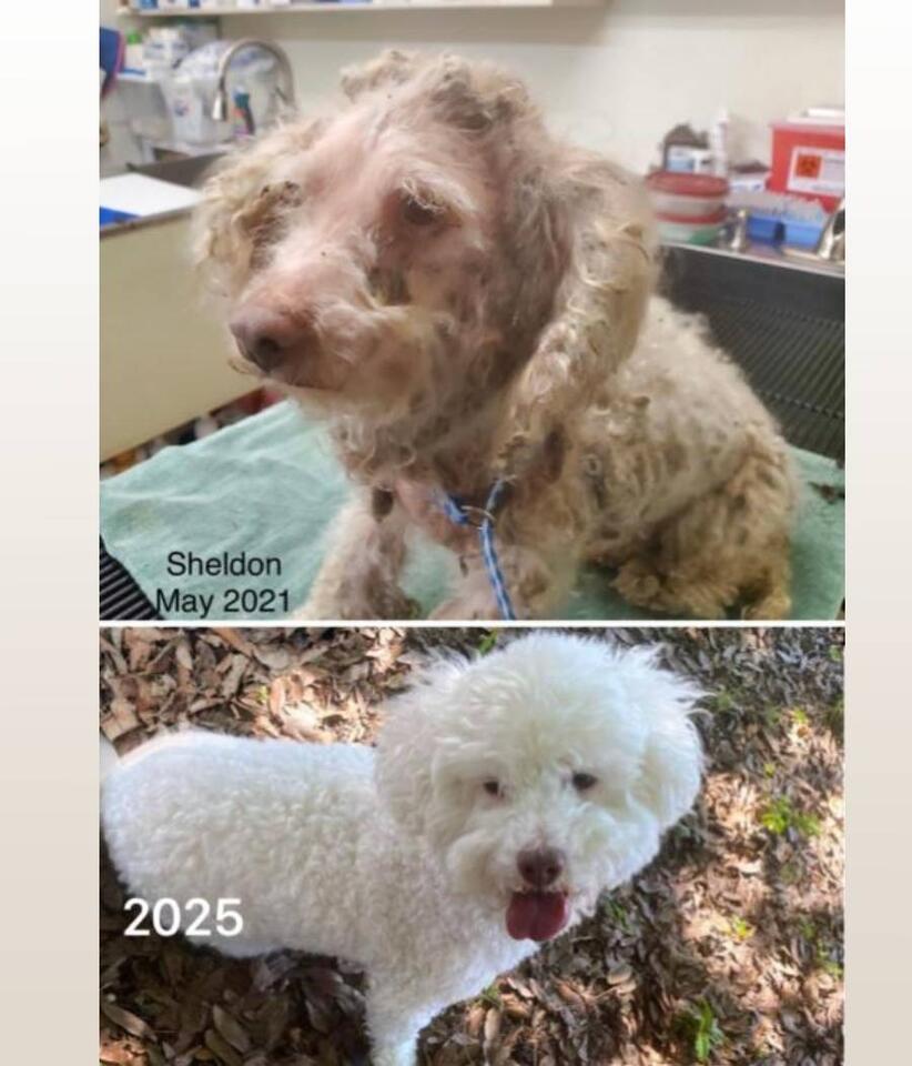 Sweet senior pup Sheldon needs a Lee County hero