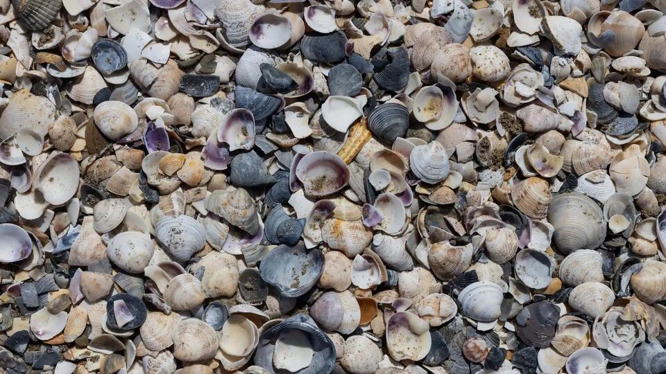 This Seashell Was a Deadly Surprise