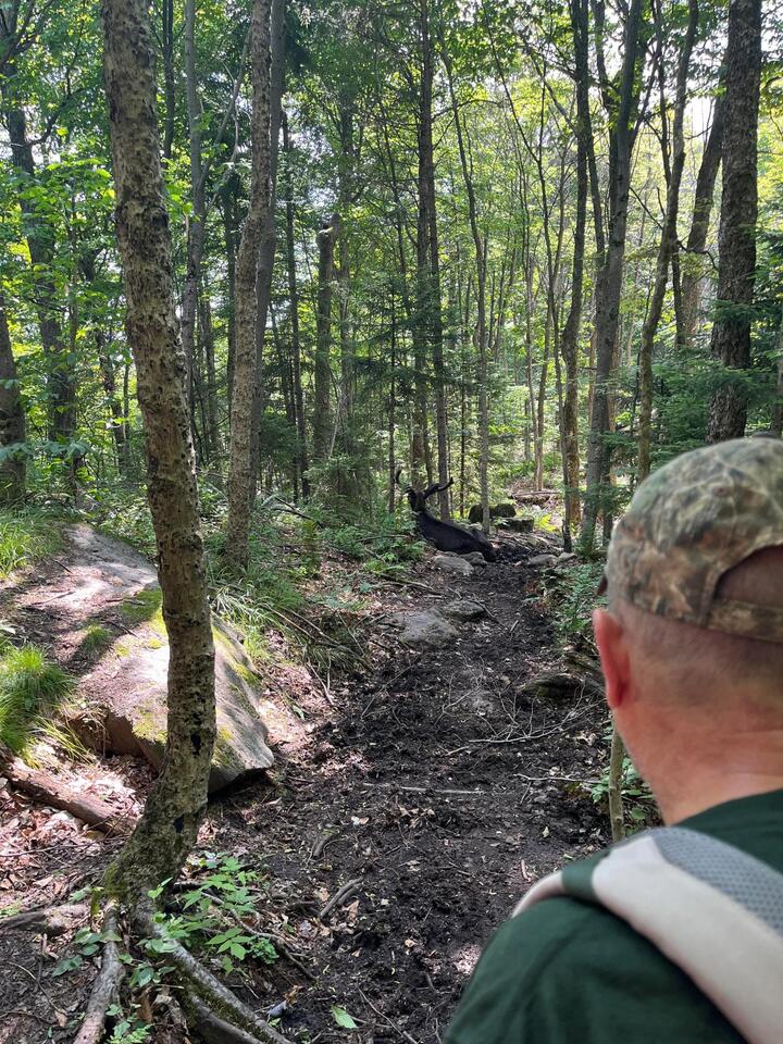 Adirondack hikers impacted by moose encounter