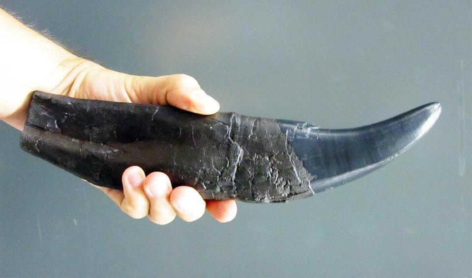 Dino Teeth Spill Jurassic Climate Secrets