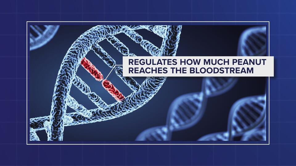 Asthma Med Could Block Food Allergies?