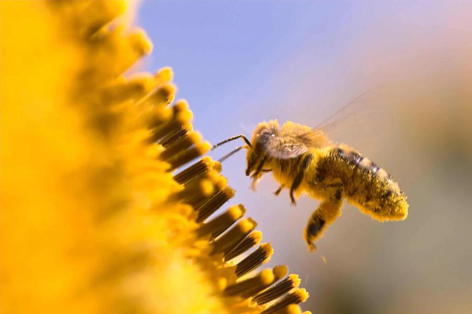 Bees Could Be the Next Cancer Detectives