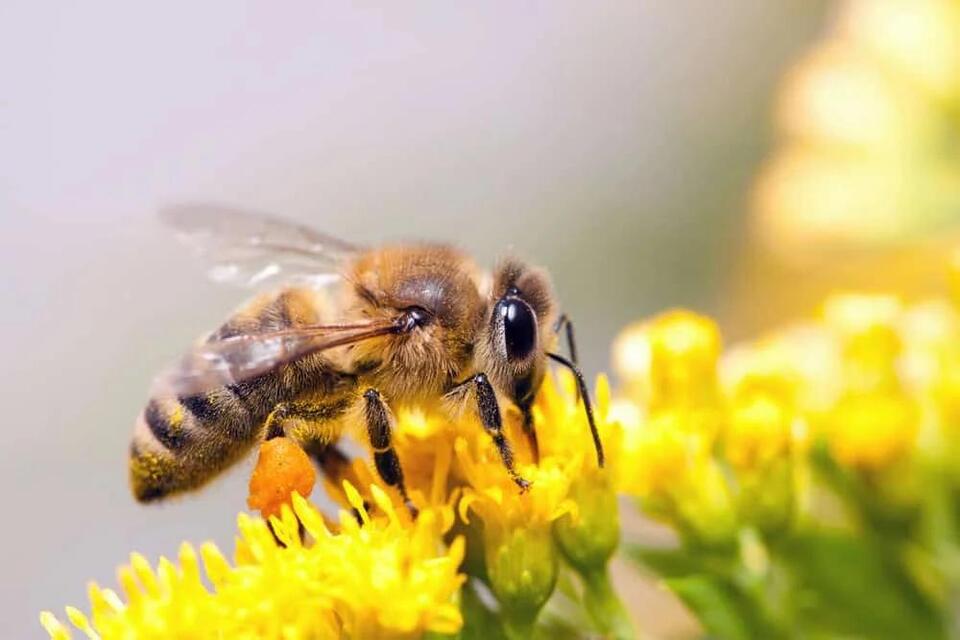 Bees Could Be the Next Cancer Detectives