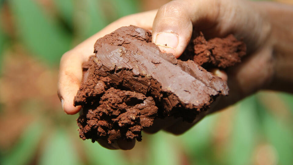 This Fruit Tree Loves Clay Soil!