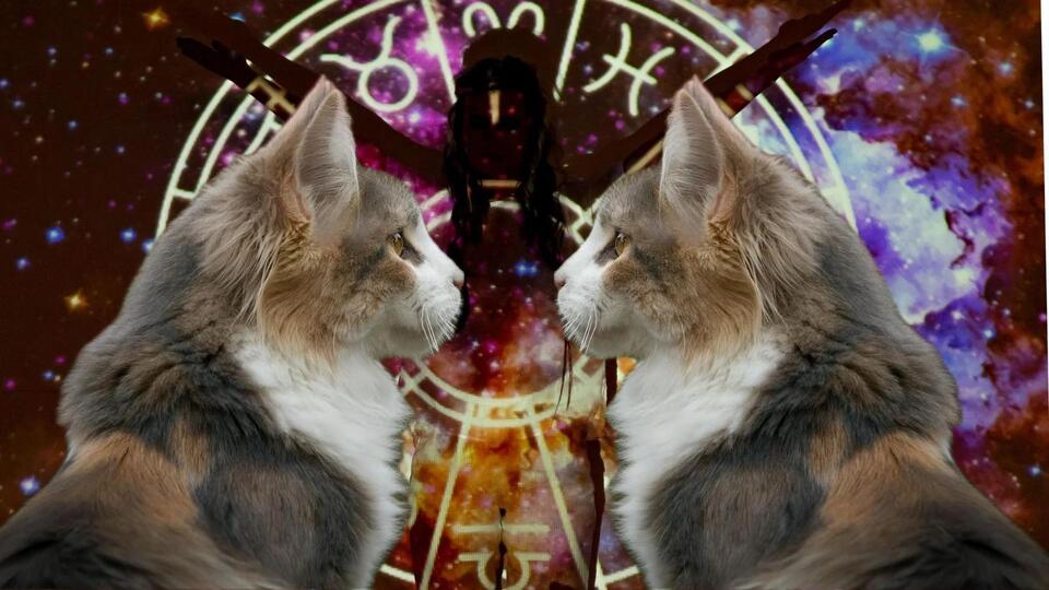 Which Cat Breed Matches Your Zodiac Sign?