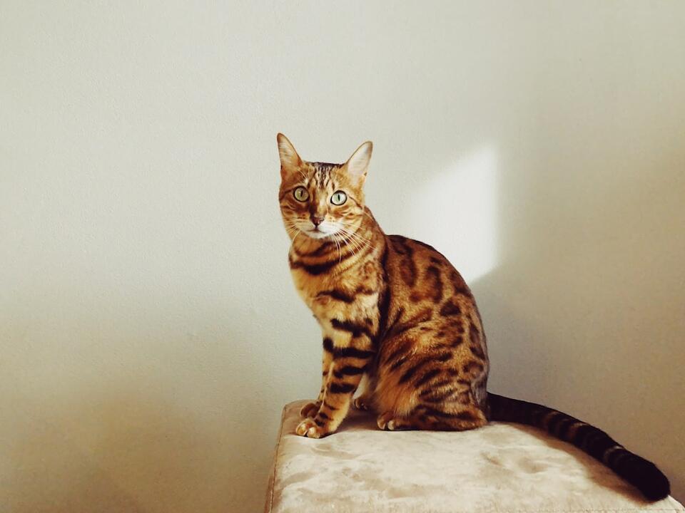 Which Cat Breed Matches Your Zodiac Sign?