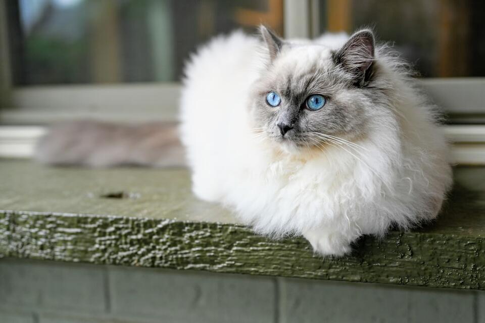 Which Cat Breed Matches Your Zodiac Sign?