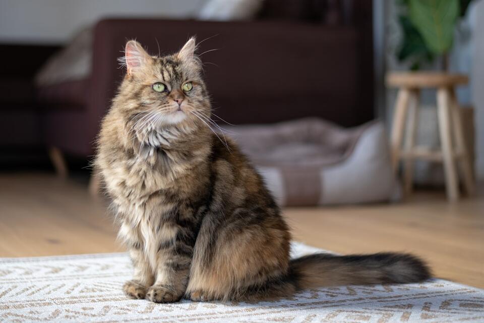 Which Cat Breed Matches Your Zodiac Sign?