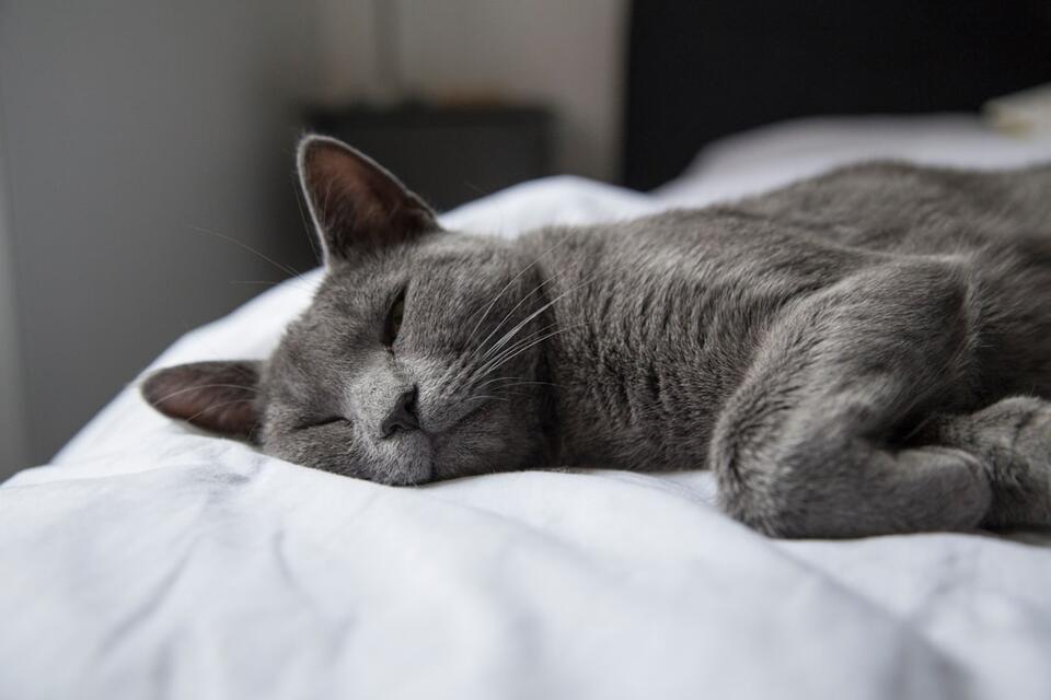 Which Cat Breed Matches Your Zodiac Sign?