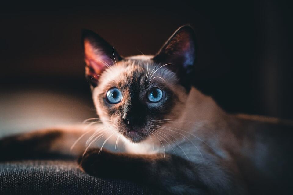 Which Cat Breed Matches Your Zodiac Sign?