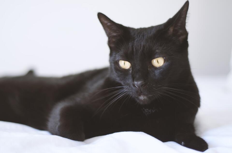 Which Cat Breed Matches Your Zodiac Sign?