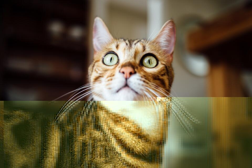 Which Cat Breed Matches Your Zodiac Sign?