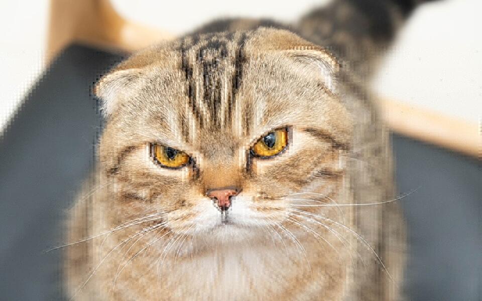 Which Cat Breed Matches Your Zodiac Sign?