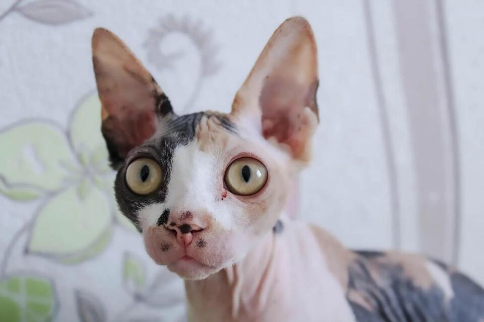 Which Cat Breed Matches Your Zodiac Sign?