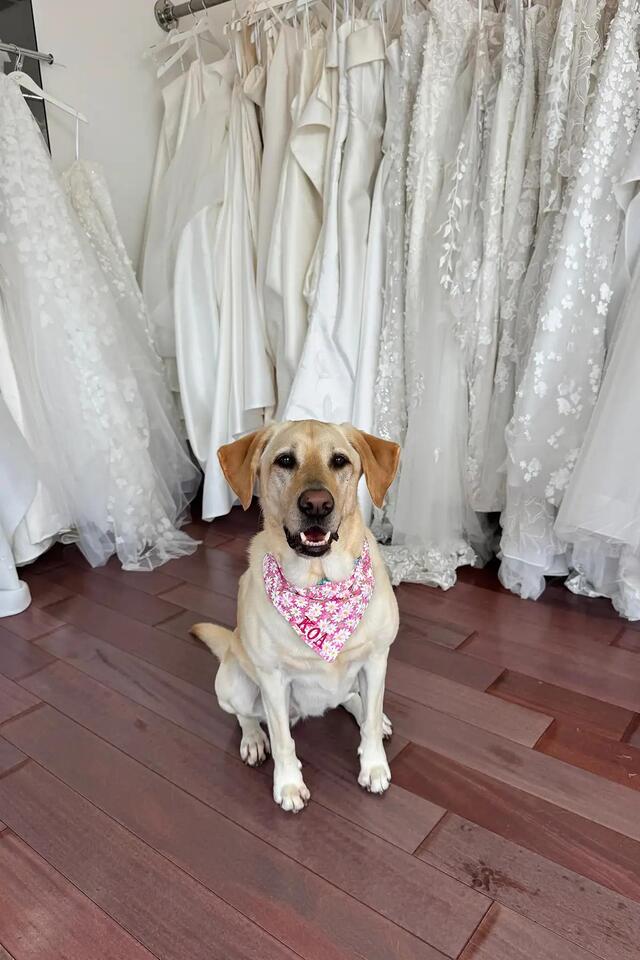 Charleston bride’s sweet tribute to her dog