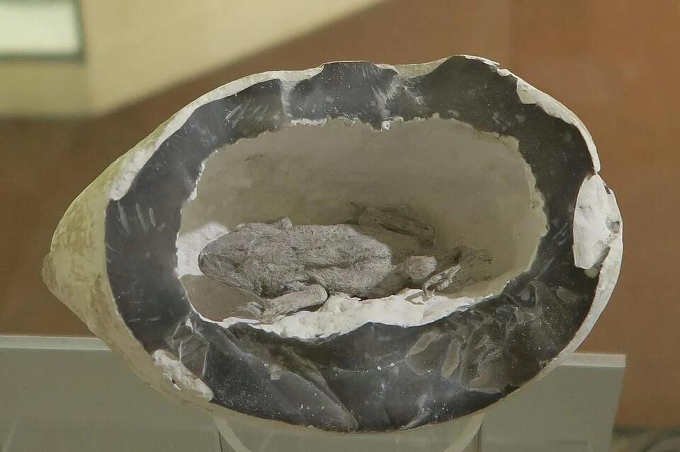 Animals Found Alive Inside Rocks?!