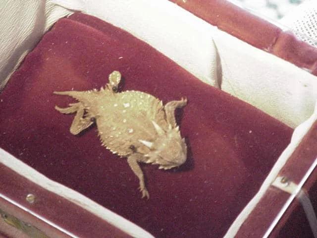 Animals Found Alive Inside Rocks?!