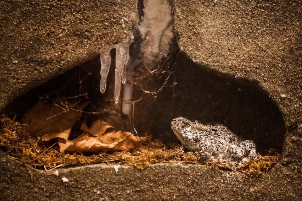 Animals Found Alive Inside Rocks?!