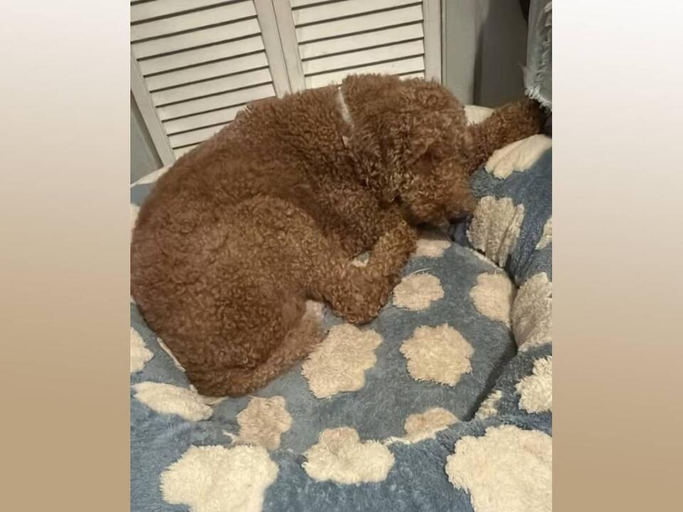 Goldendoodle Bambi needs a Miami home