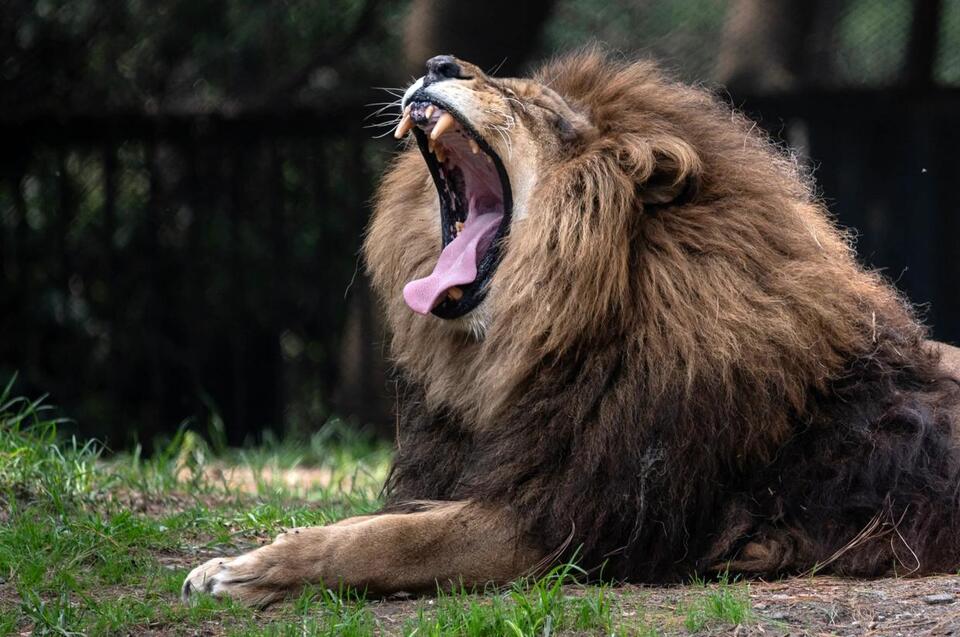 Zoo Feeding Pets to Lions? Wild but True