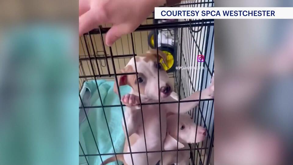 Westchester’s animal shelters overwhelmed in a day
