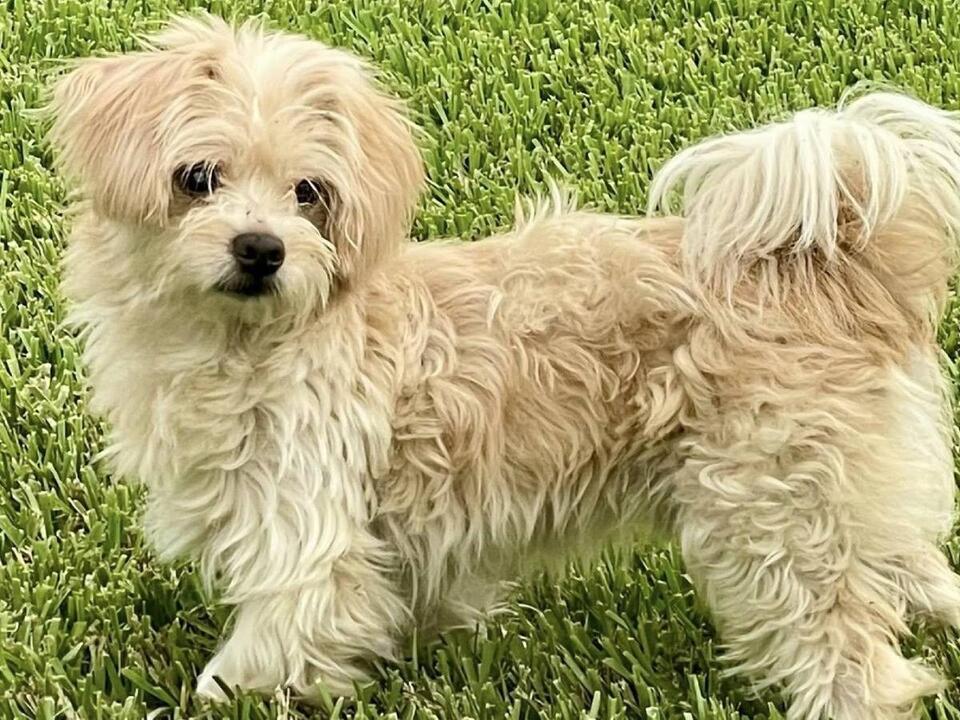 Cape Coral’s sweetest Shih Tzu needs you