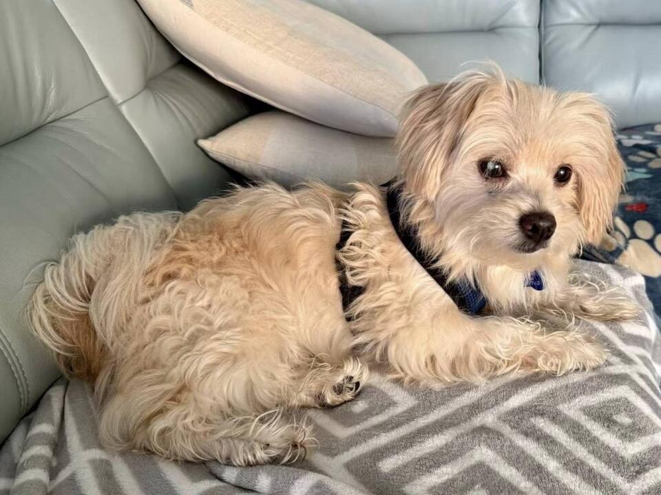 Cape Coral’s sweetest Shih Tzu needs you