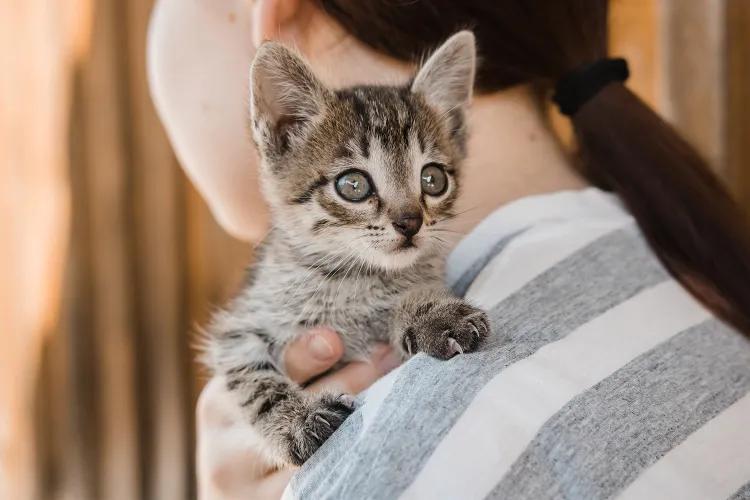 Roommate Drama Over a Rescue Kitten