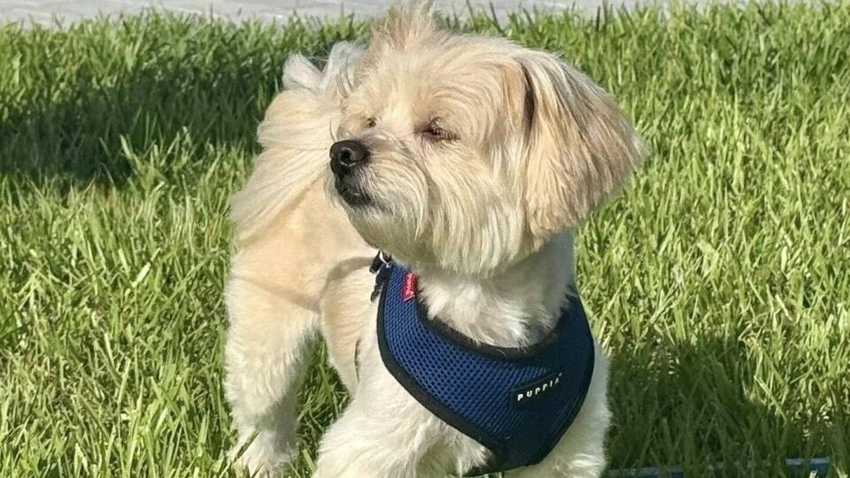 Cape Coral’s sweetest Shih Tzu needs you