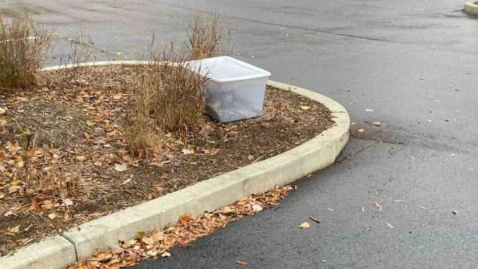 Raleigh friends rescue cat family in sealed box