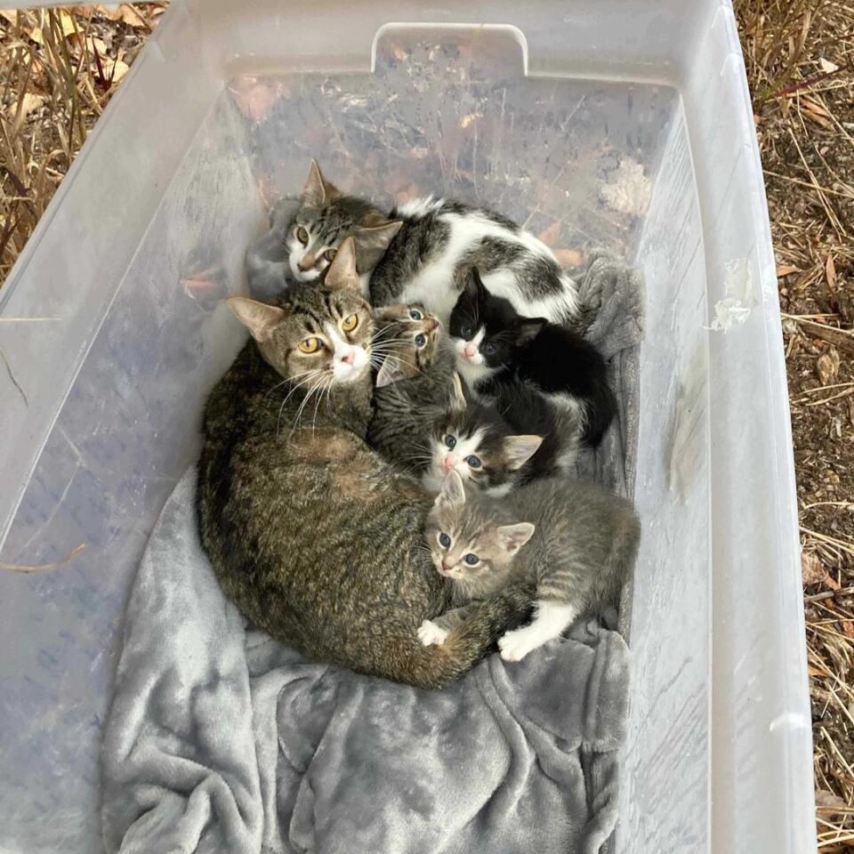 Raleigh friends rescue cat family in sealed box
