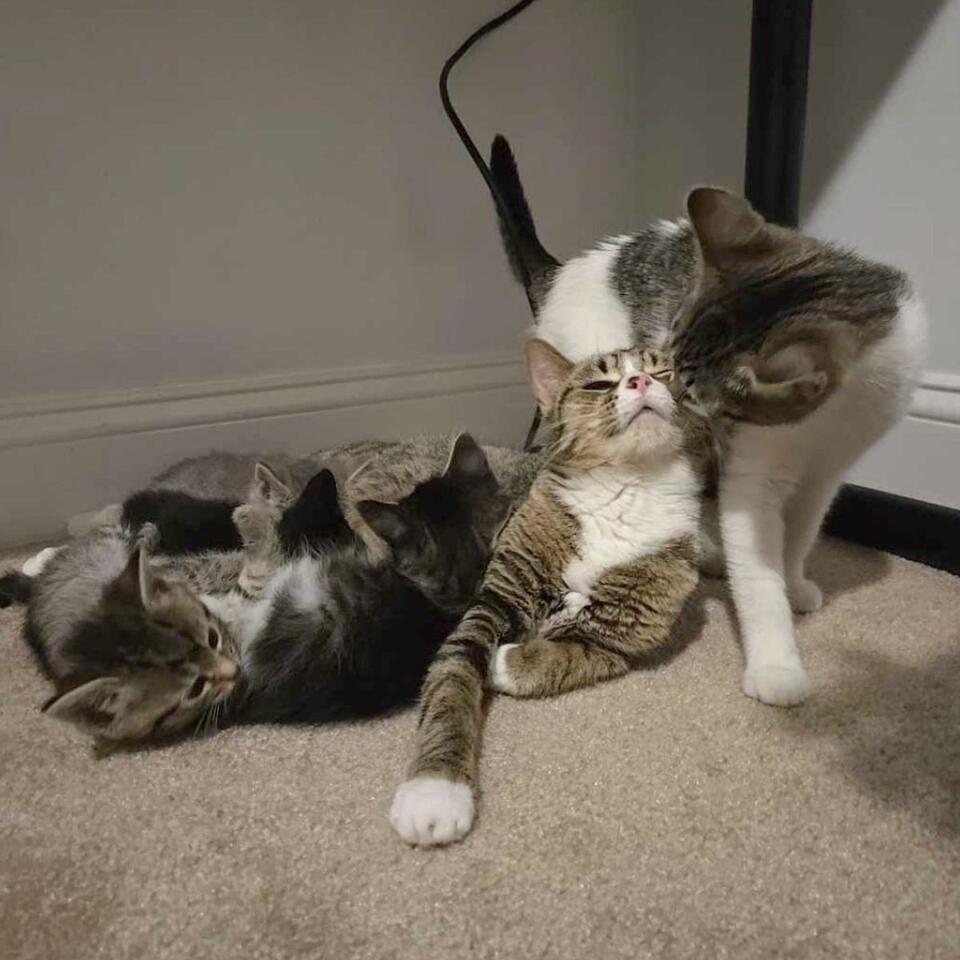 Raleigh friends rescue cat family in sealed box