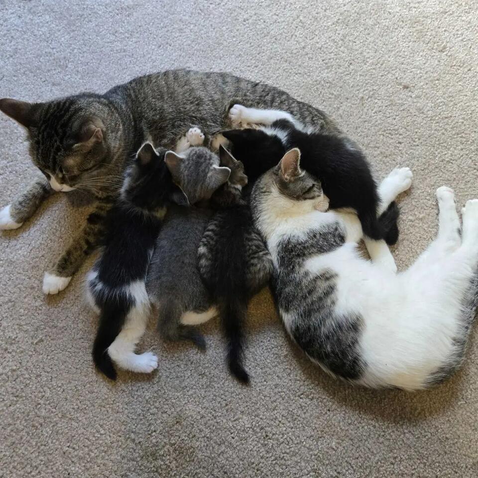 Raleigh friends rescue cat family in sealed box