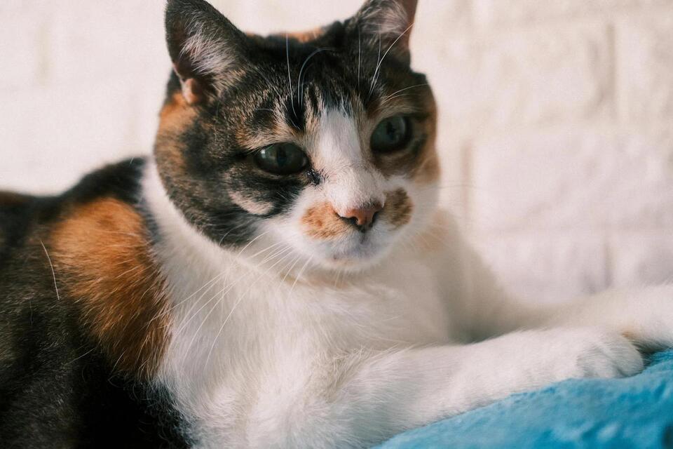 Are Cats Secretly Jealous of Us?