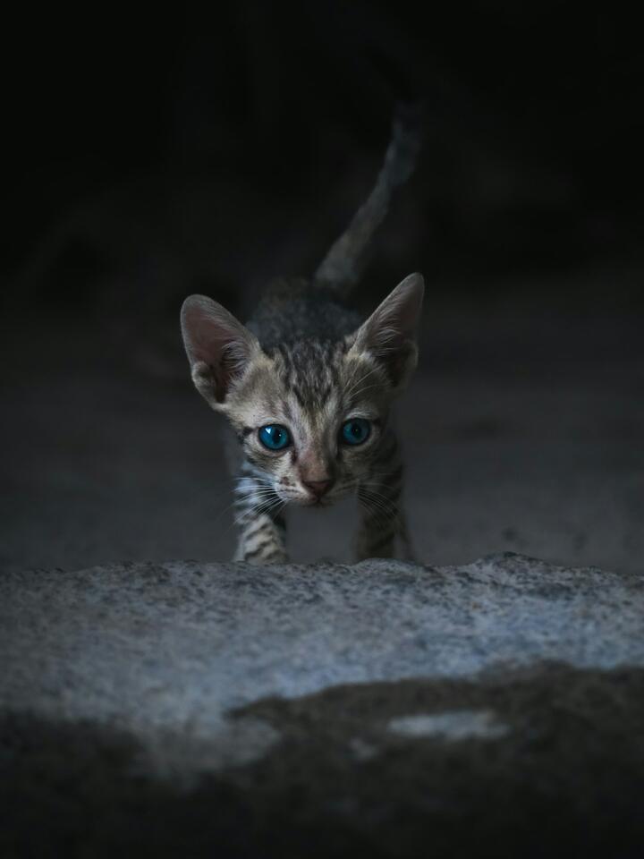 Are Cats Secretly Jealous of Us?