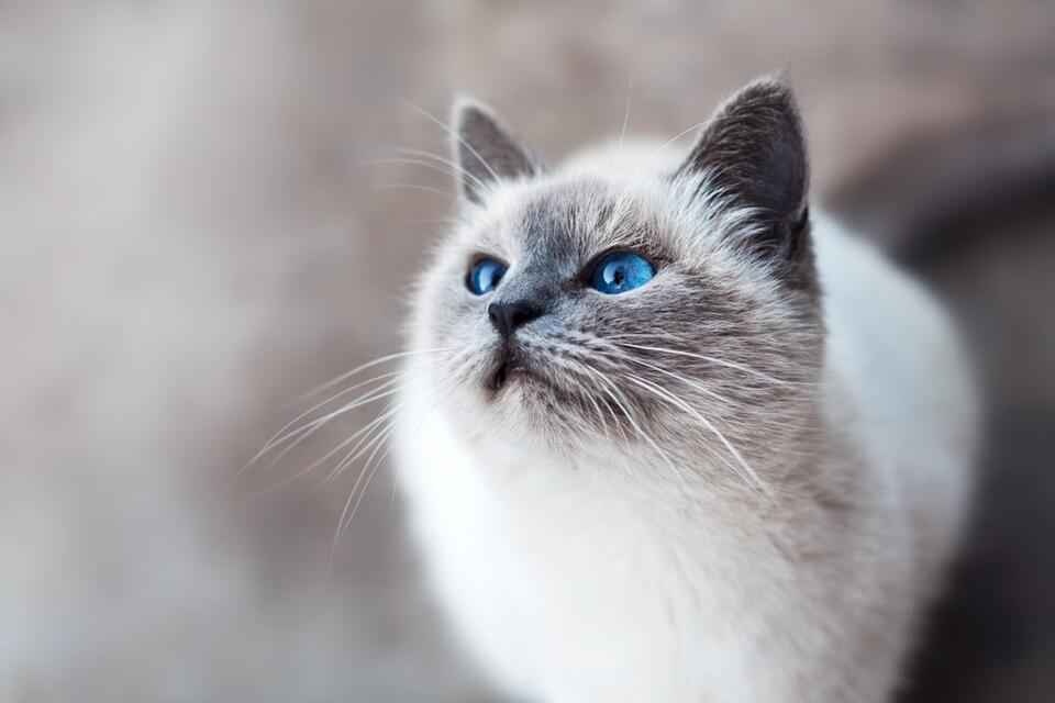 Are Cats Secretly Jealous of Us?