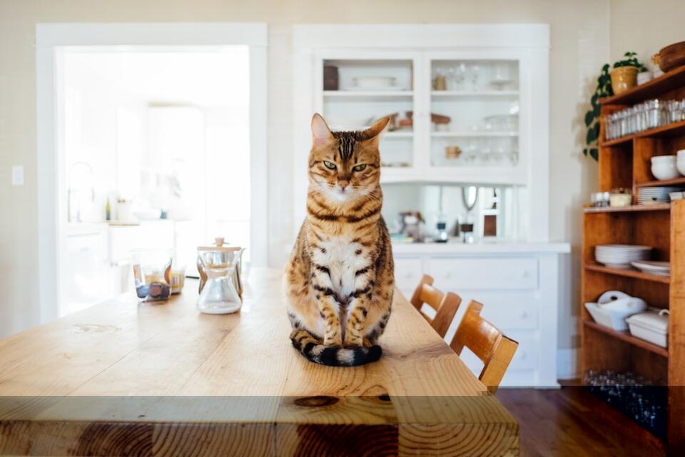 Are Cats Secretly Jealous of Us?