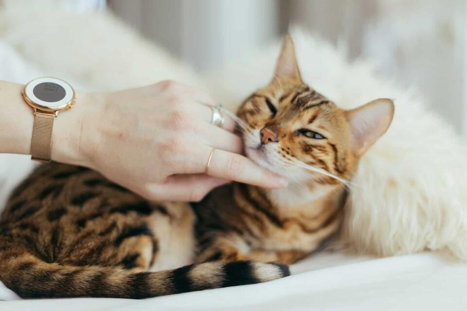 Cat Love Signs You’re Probably Missing