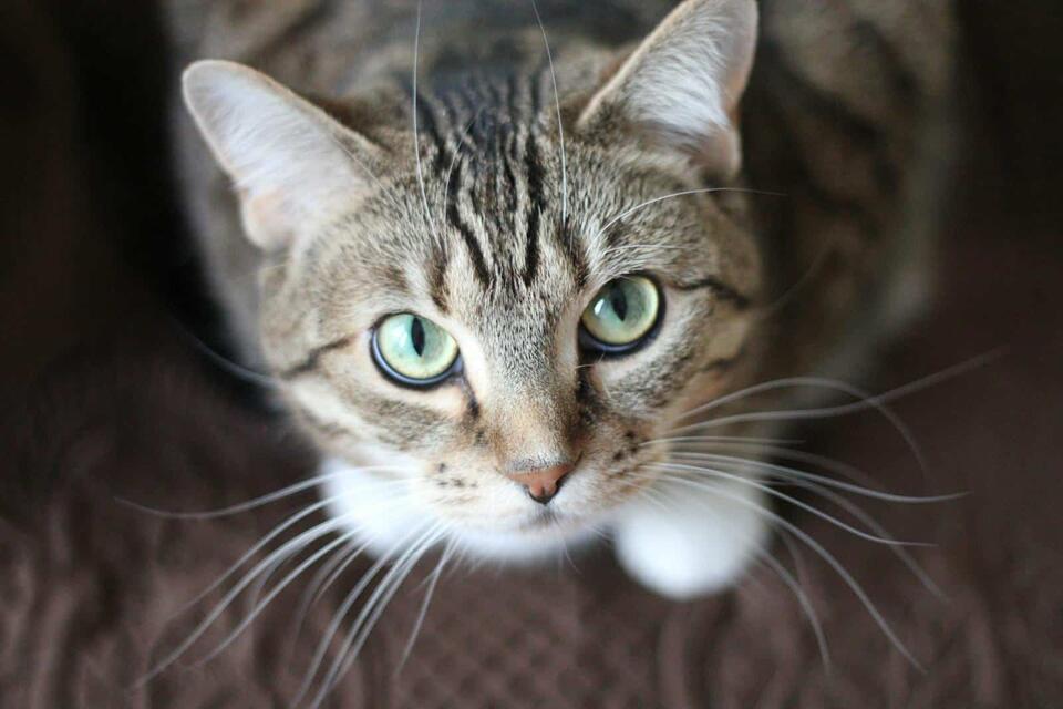 Cat Love Signs You’re Probably Missing